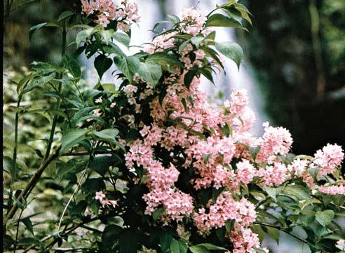 Вейгела, цветение, Weigela