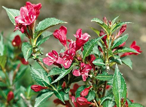 Вейгела, цветение, Weigela