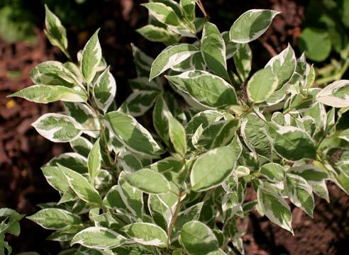 Дерен белый, Cornus alba