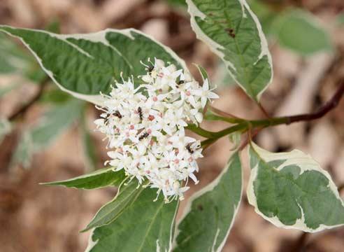 Дерен белый, цветение, Cornus alba