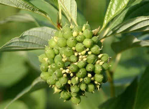 Дерен белый, плоды, Cornus alba