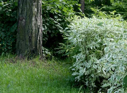 Виды Дерена С Названиями И Фото