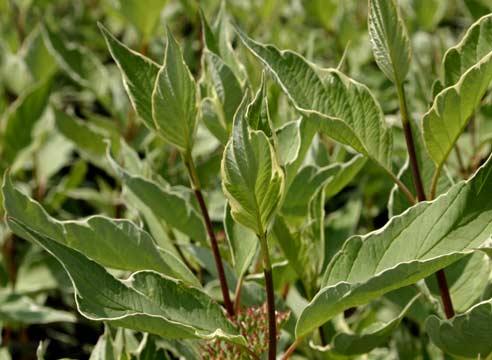 Дерен белый,Cornus alba