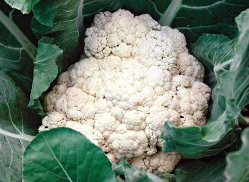 Цветная капуста, Brassica cauliflora