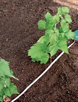 Посадка малины в траншею