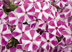 Цветник на срезку: лето и осень