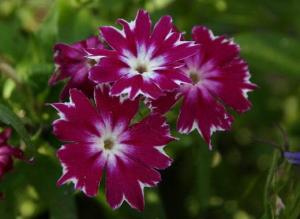 Выращивание флоксов