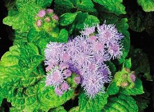 Высадка и выращивание агератума в открытом грунте