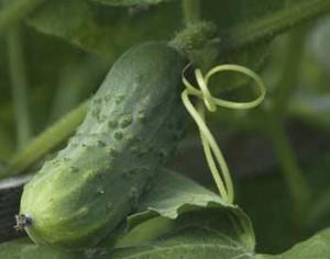 Огурец собирает гостей