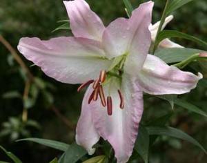 В Латвии вырастили лилию с 82 цветками