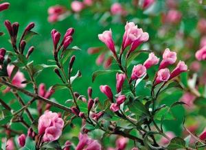 Виды, формы и сорта вейгелы