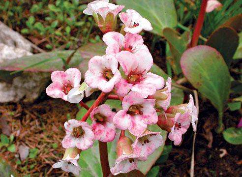 Бадан Шмидта Бриттен, Bergenia x schmidtii Britten