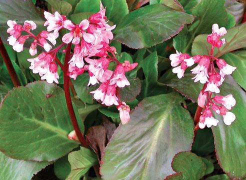 Бадан Шмидта Бэби Долл, Bergenia x schmidtii Baby 