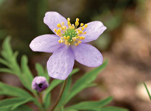 Ветреница голубая, Anemone caerulea, анемон