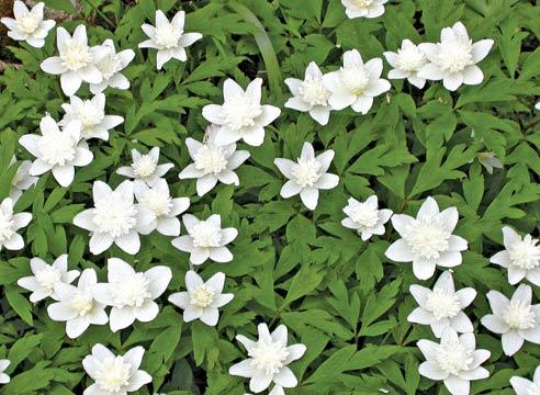 Ветреница дубравная, Anemone nemorosa Vestra, анем