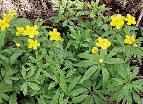 Ветреница лютичная, Anemone ranunculoides, анемон