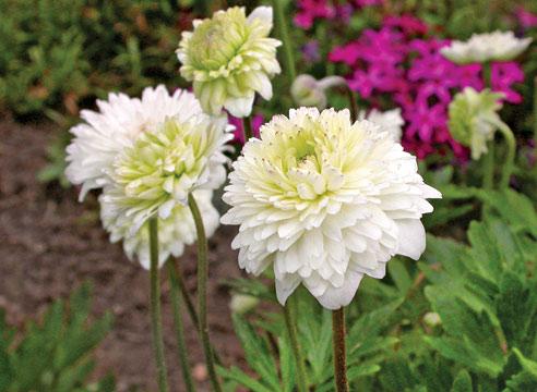 Ветреница лесная, Anemone sylvestris EliseFeldman,