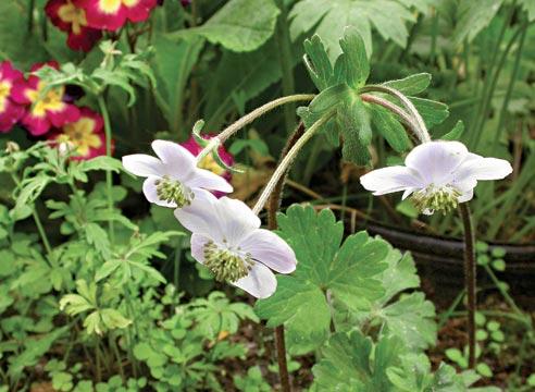 Ветреница наскальная, Anemone rupestris, анемон