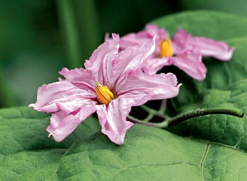 Баклажан, цветение, Solanum melongena