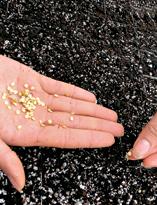 Посев семян, перец