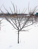 Алыча, дерево до начала сокодвижения