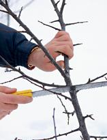 Алыча, обрезка