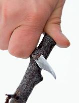 Алыча, срез на подвое