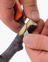 Алыча, язычок на подвое