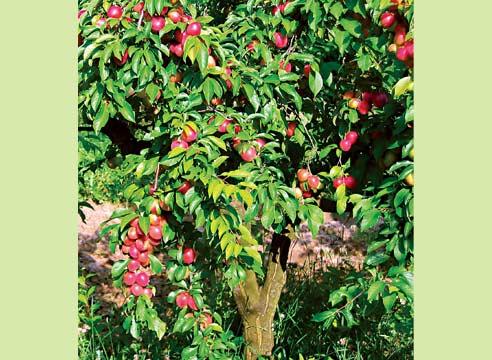 Алыча, деревце, Prunus cerasifera