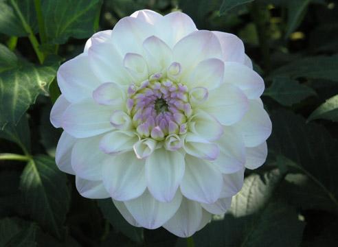 Георгин, Dahlia