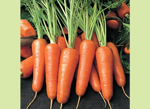 Морковь сорта Шансон