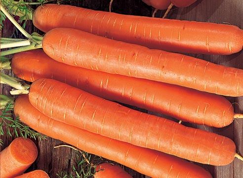 Морковь сорта Форто, Daucus