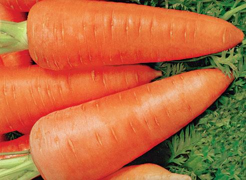 Морковь сорта Шантанэ 2461