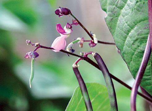 Фасоль, цветение, Phaseolus vulgaris 