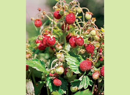 Земляника сорта Земклуника, Fragaria