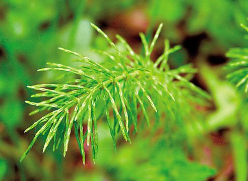 Хвощ, растение-индикатор кислой почвы