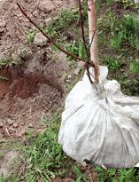 Саженец, упаковка земляного кома