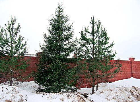 Хвойные крупномеры после зимней пересадки