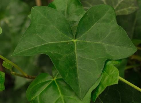 Плющ шотландский, садовая форма, Hedera helix var.