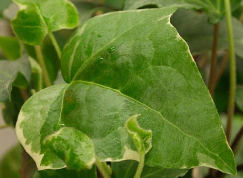 Плющ, Hedera helix Glacier