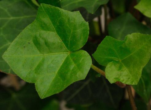 Плющ, Hedera helix Thorndale