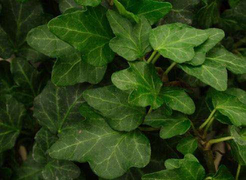 Плющ, Hedera helix Wonder