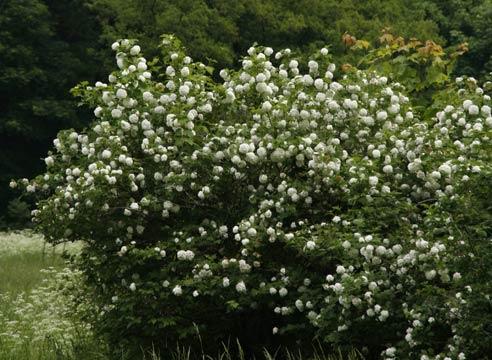 Роза, группа старинных садовых роз, R. spinosissim