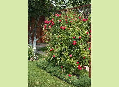 Плетистая роза в саду