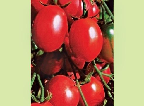 Сливовидные томаты, сорт Чио-чио-сан
