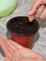 Томат, посадка 