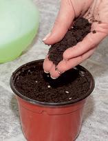 Томат, посаженные семена слегка присыпьте грунтом