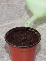 Томат, полив посаженных семян