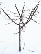 Перепрививаем алычу