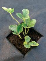 Посадка рассады земляники